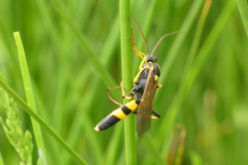 Réf. 257 415 : Amblyteles armatorius